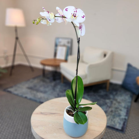 5" 22"+ Large Novelty Live Orchids Blooming in Blue & White Orchid Pot, Pet Friendly Live Plant Gifts for Plant Lovers