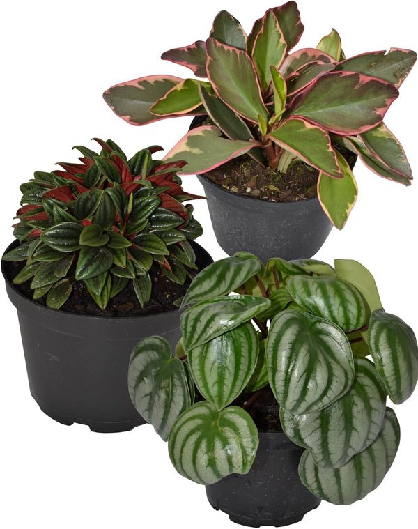 Live 6 Inch Peperomia Growers Choice 3-Pack in Nursery Grower Pot |