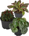 Live 6 Inch Peperomia Growers Choice 3-Pack in Nursery Grower Pot |