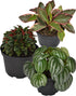 Live 6 Inch Peperomia Growers Choice 3-Pack in Nursery Grower Pot |