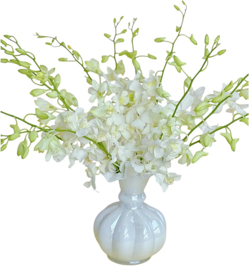 20 Stems White Orchids Fresh Cut Flowers Gift Birthday anniversary Valentine's Day