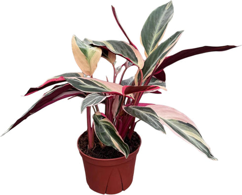 CoollectivePlants Stromanthe Triostar Live Plant in 6" Pot Tricolor Indoor Houseplant, Pink