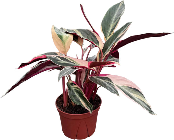 CoollectivePlants Stromanthe Triostar Live Plant in 6" Pot Tricolor Indoor Houseplant, Pink