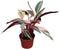 CoollectivePlants Stromanthe Triostar Live Plant in 6" Pot Tricolor Indoor Houseplant, Pink