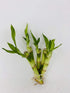JM BAMBOO 5 4'' Stalks of Straight Lucky Bamboo From Jmbamboo