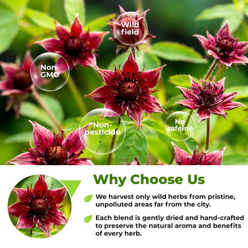 1.8 oz 50g Cinquefoil Herb Dried Five Finger Grass Herb Potentilla Palustris Tea (Comarum Palustre L.) - Sabelnik