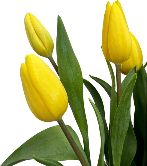 20 Next day delivery Yellow Tulips Fresh Cut Flowers Wheat Field Bouquet Gifts for home decoration birthdays friendship
