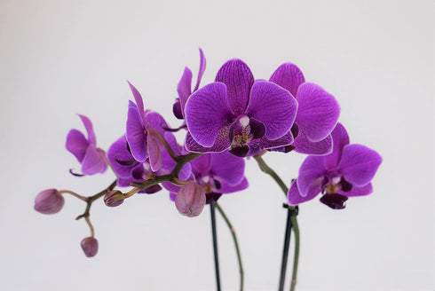 PA-OPP3LPSQ4) Athena's Garden Live Orchid Plant, Light Pink Double Spike Phalaenopsis in Container, Long Lasting, Easy
