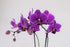 PA-OPP3LPSQ4) Athena's Garden Live Orchid Plant, Light Pink Double Spike Phalaenopsis in Container, Long Lasting, Easy