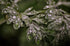 100% 1.76oz 50g Wormwood Herb - Used In Absinthe - Flavoring For Spirits And Wines, Including Bitters, Vermouth