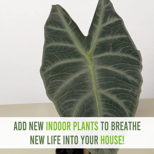 LEAL PLANTS ECUADOR Alocasia Longiloba Silver|Stunning Amazonian Elephant Ear Plant | African Mask Plant | Exotic