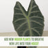 LEAL PLANTS ECUADOR Alocasia Longiloba Silver|Stunning Amazonian Elephant Ear Plant | African Mask Plant | Exotic