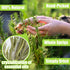 3oz (85g), 4050 57 inches, Dried Whole Rosemary Sprigs, Sprigs Dried Rosemary for Cooking, Baking & Beverages