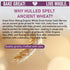 5 Lb Great River Milling Organic Hulled Spelt Berries | Ancient Whole Spelt Grain | High Fiber & Protein | Non-GMO