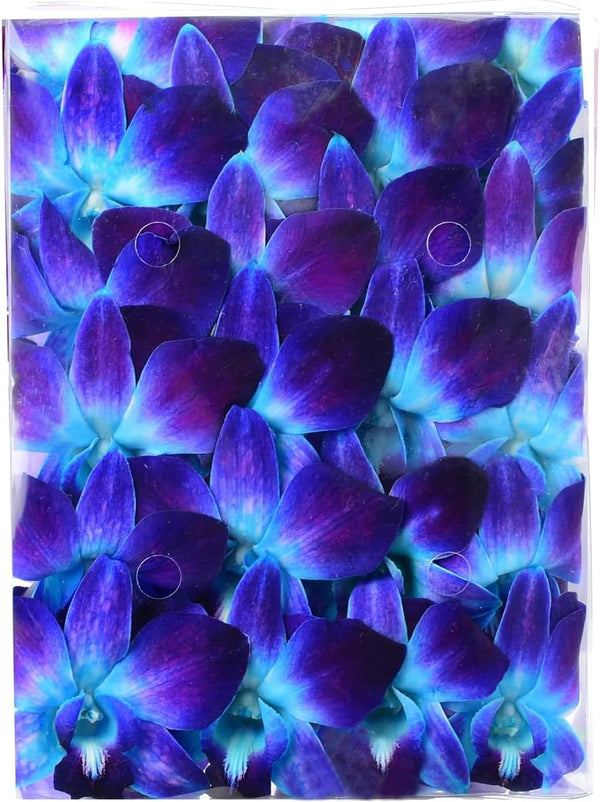 Miami Fresh Orchid Flower OrchidClub USA Sunne Tropical Loose Bloom DIY Lei,