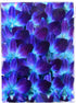 Miami Fresh Orchid Flower OrchidClub USA Sunne Tropical Loose Bloom DIY Lei,