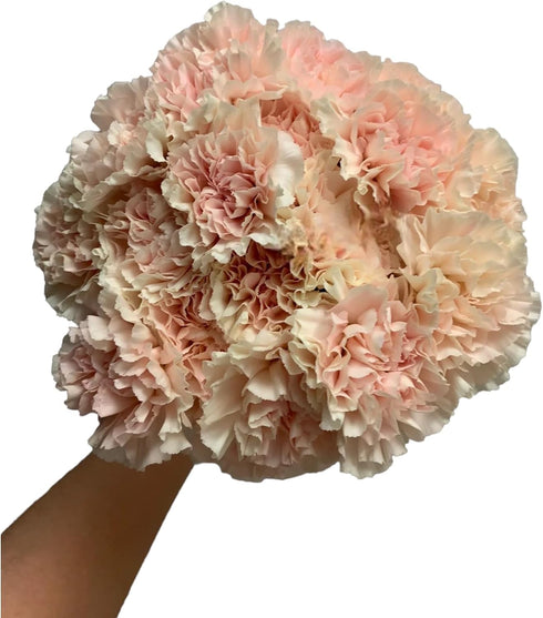 38 Next-day delivery Apple Tea Color Carnation Flowers DIY Hydroponic Flower Arrangement Mothers Day Gift Birthday