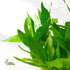 (10 8 Inch) Lucky Bamboo Plants Live Indoor Stalks, - Fresh House Plants for Office Desk, Home Decor, for Positive
