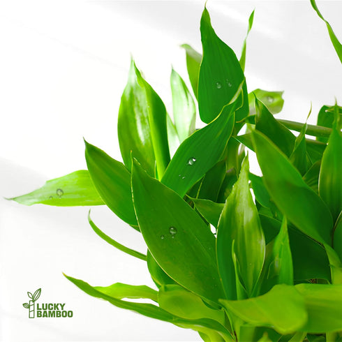 (10 4 Inch) Lucky Bamboo Plants Live Indoor Stalks, - Fresh House Plants for Office Desk, Home Decor, for Positive