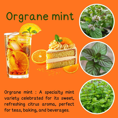 Sets 2 3.5" 5-9" TANKDA Live Mint Plants Herb in Pot, Fresh Orange Mint for Indoor Outdoor Growing, Spring Planting
