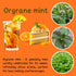 Sets 2 3.5" 5-9" TANKDA Live Mint Plants Herb in Pot, Fresh Orange Mint for Indoor Outdoor Growing, Spring Planting