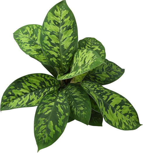 6" Homalomena Wallisii Camouflage, Live Houseplant Decor in White Pot, Easy Gift, Variegated Houseplants, Desk & Office