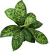 6" Homalomena Wallisii Camouflage, Live Houseplant Decor in White Pot, Easy Gift, Variegated Houseplants, Desk & Office