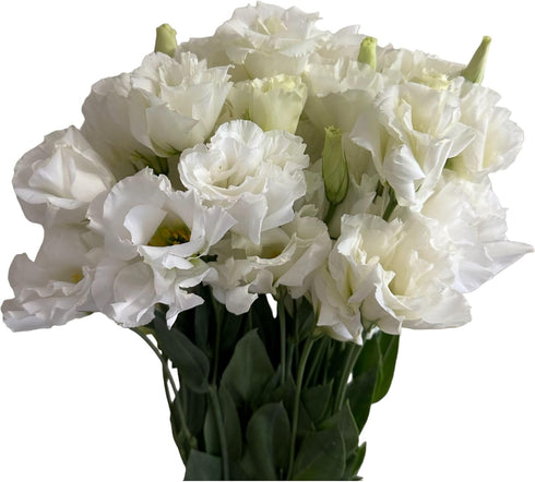 10 Stems Grade A White Lisianthus Fresh Cut Flowers Bouquet for Home Decor, Birthdays Anniversaries Healing Sympathy
