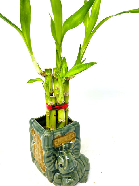 JM BAMBOO 5 Stalks Lucky Bamboo in 3 inch Square Elephant Vase -Unique Indoor