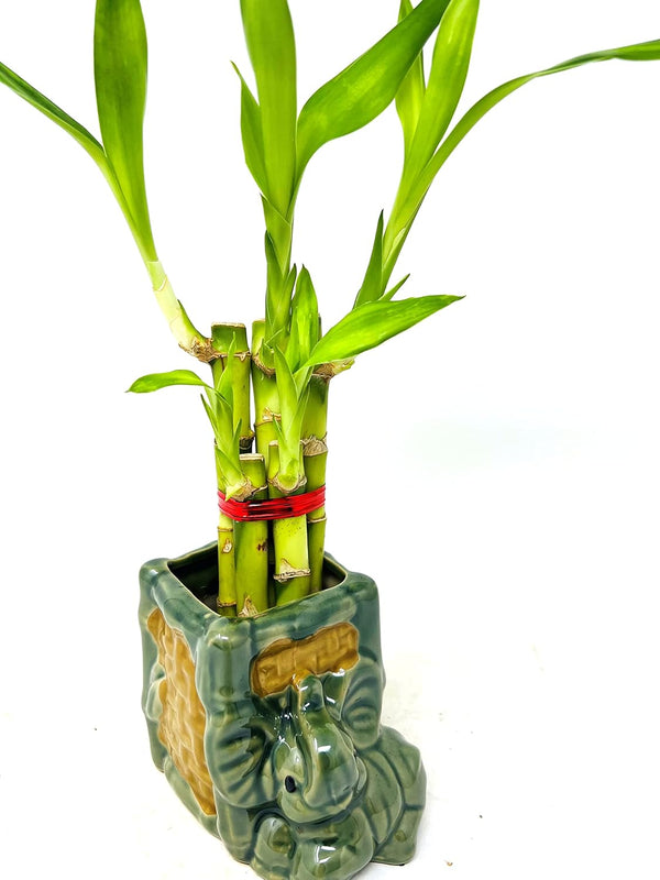 JM BAMBOO 5 Stalks Lucky Bamboo in 3 inch Square Elephant Vase -Unique Indoor