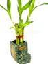 JM BAMBOO 5 Stalks Lucky Bamboo in 3 inch Square Elephant Vase -Unique Indoor