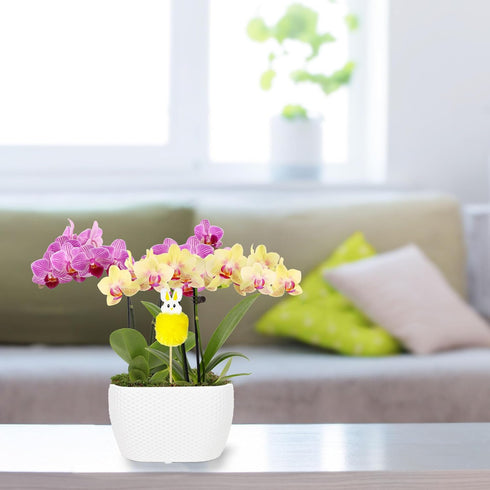 4" Green Circle Growers Pink and Yellow Orchid Duo in White Pot with a Bunny Pick, Live Indoor Plants, House Plant