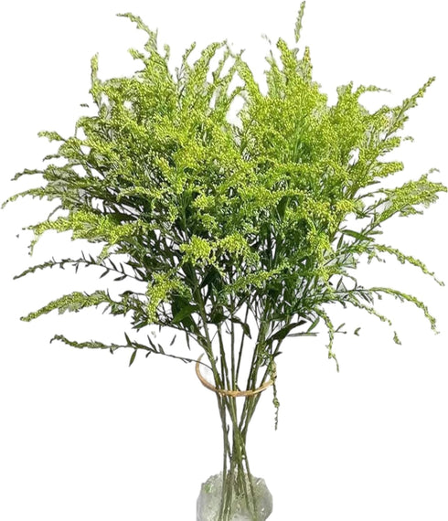 20 Vibrant Solidago Carzan Glory Bouquets for Home Decor & Special Occasions