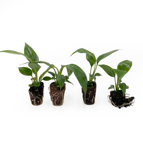 '7th '7th 2-8" 2ct Live Spathiphyllum Heaven' Plant - Heaven Peace Lily' - ragnaroc Tropical Plant Tall - - Live