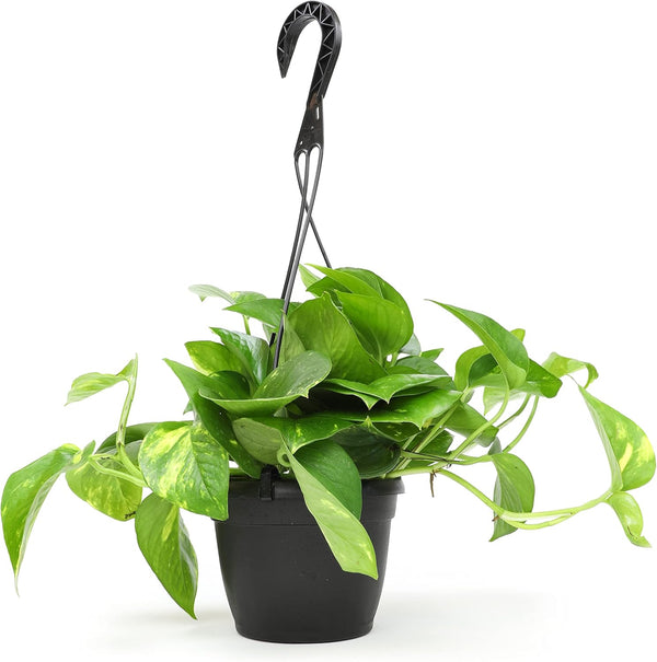Golden Pothos Plant Live in Hanging Planter Pot Live by Plants for