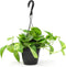 Golden Pothos Plant Live in Hanging Planter Pot Live by Plants for