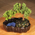 3 6-8 Inches Brussel's Bonsai - Live Green Mound Juniper Bonsai Tree in Zen Reflections Pot, Outdoor Bonsai Tree Live