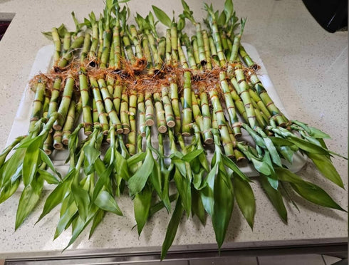Generic 5 6 inches 2 Stalks Lucky Bamboo Each with Bottles Plant Food