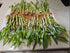 Generic 5 6 inches 2 Stalks Lucky Bamboo Each with Bottles Plant Food