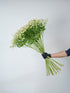 15 Stems Chamomile Daisy Fresh Cut Flowers Perfect for Home Decor Birthdays Anniversaries Healing Sympathy Friendship