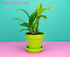 1 Live Orchid Plant | Dendrobium Orchid | Real Houseplant in Potting Soil Mix with Orchid Pot | Orchids | Flowering
