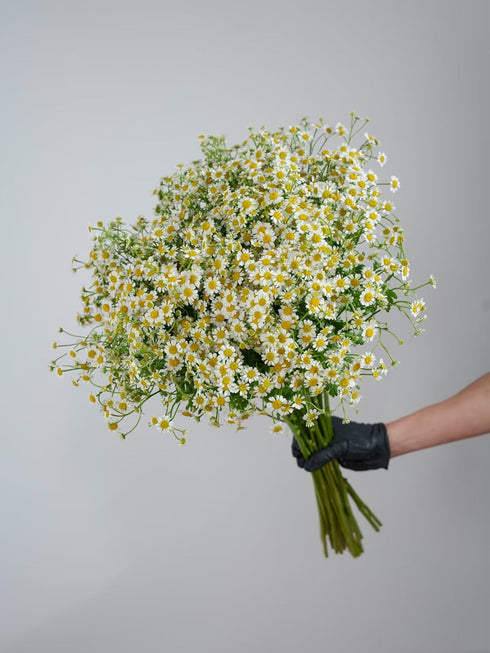 15 Stems Chamomile Daisy Fresh Cut Flowers Perfect for Home Decor Birthdays Anniversaries Healing Sympathy Friendship