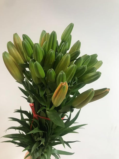 19 Orange Fresh cut Lily Flowers | Send Flower Food |Hydroponics Flower Arrangement Flower Gifts Birthday Flowers
