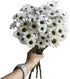 19 Stems Fresh Panda Bicolor Daisies Flowers Well Maintained Long Blooming Hydroponic Flower Arrangement Gift for Home