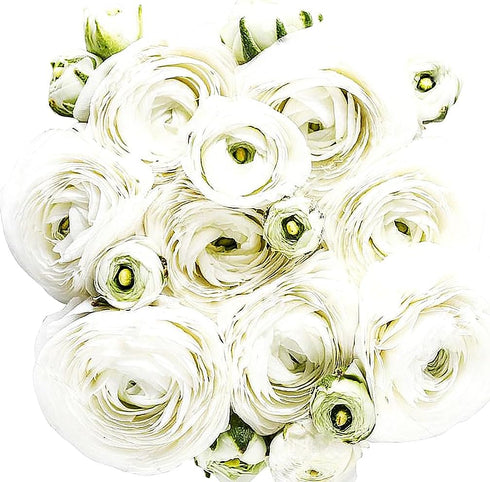 12 French Peony Mixed Ranunculus - Largest Size Corms