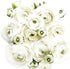 12 French Peony Mixed Ranunculus - Largest Size Corms