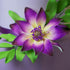 3 Count Global Sugar Art Tranquil Water Sugar Cake Flowers, Purple by Chef Alan Tetreault
