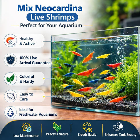 Generic 10+ 1/2-1 Inch Mixed Color Neocaridina Shrimp Live Freshwater Aquarium Shrimp for Breeding Young Adults Fire