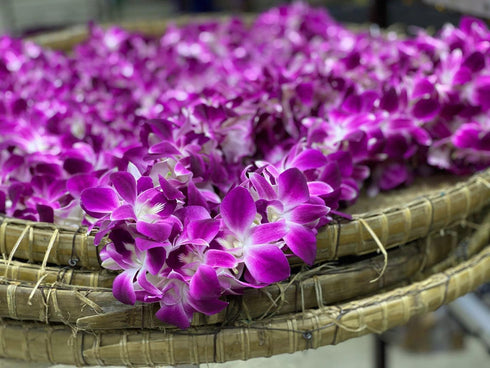 Vibrant Purple Sonia Orchid Lei - Fresh Tropical Dendrobium