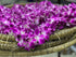 Vibrant Purple Sonia Orchid Lei - Fresh Tropical Dendrobium